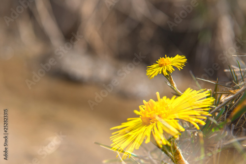 Coltsfoot Tussilago farfara blooming early in the spring. Yellow flower natural background with nice blurred background and large copy space.