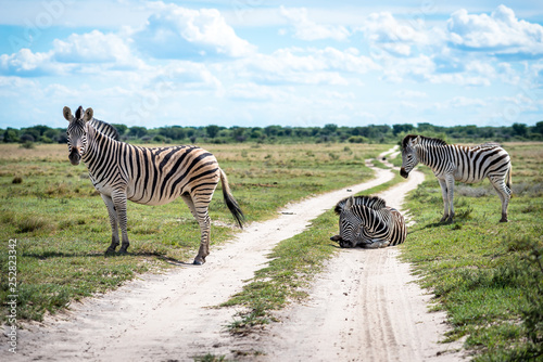 zebra crossing