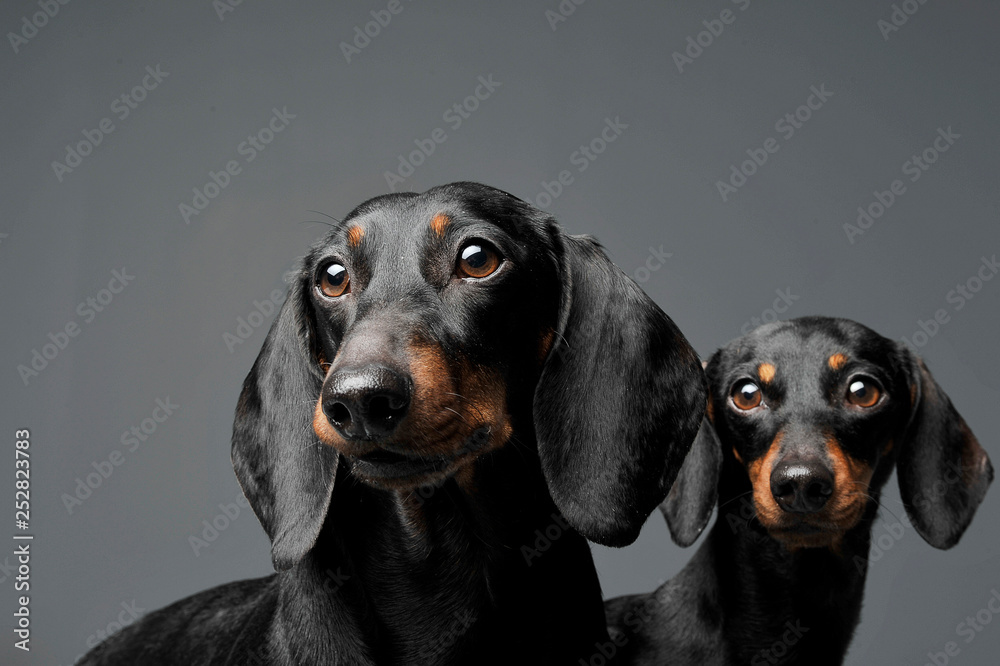 Two adorable black and tan short haired Dachshund looking curiously at the camera