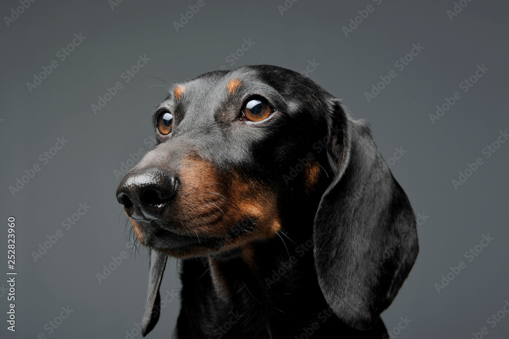 An adorable black and tan short haired Dachshund looking curiously