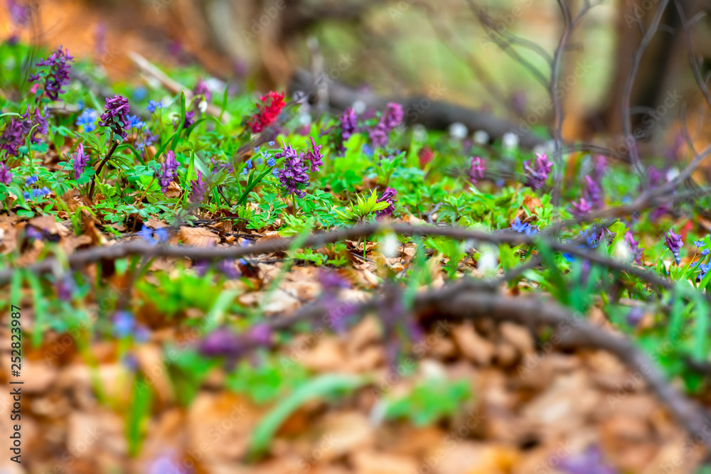 Mixed spring wild forest flowers in bloom on the forest floor, violet hollowroot Corydalis cava, common snowdrops Galanthus nivalis. Beautiful small plants with blurred foreground for copy space. Mixed spring wild forest flowers in bloom on the forest floor, violet hollowroot Corydalis cava, common snowdrops Galanthus nivalis. Beautiful small plants with blurred foreground for copy space.