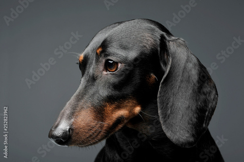 An adorable black and tan short haired Dachshund looking down sadly