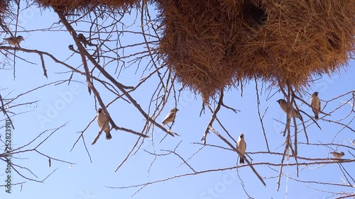 Close up of the nest of the sociable weaver bird on the plains of Namibia Africa. photo