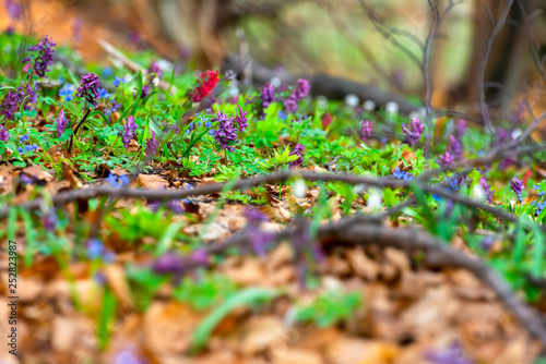 Mixed spring wild forest flowers in bloom on the forest floor, violet hollowroot Corydalis cava, common snowdrops Galanthus nivalis. Beautiful small plants with blurred foreground for copy space.