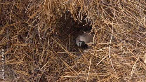 Zoom out to reveal a sociable weaver bird nest on the plains of Africa.