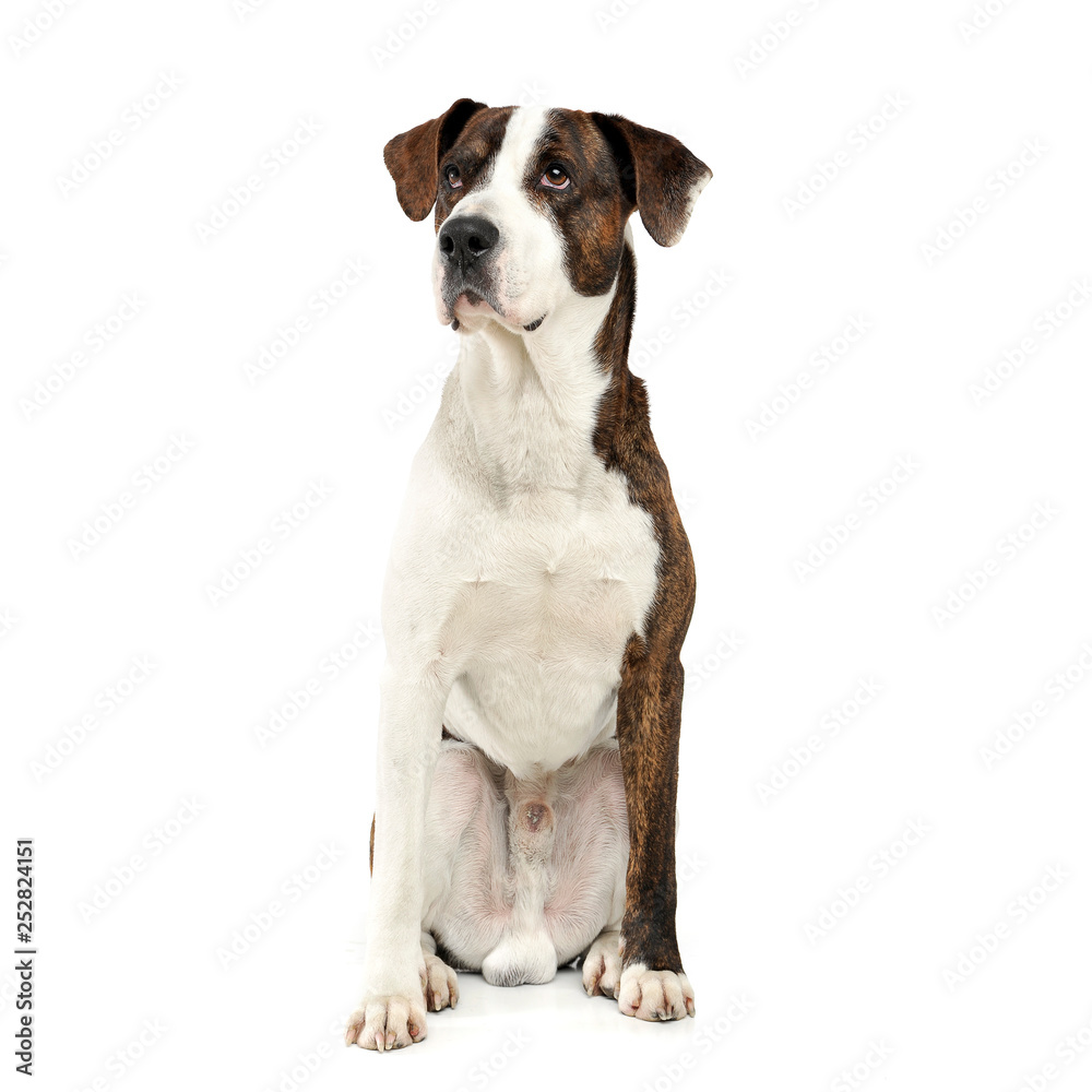 An adorable mixed breed dog sitting on white background