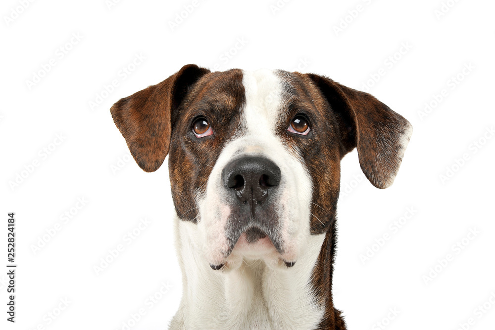 Obraz premium Portrait of an adorable mixed breed dog looking seriously at the camera