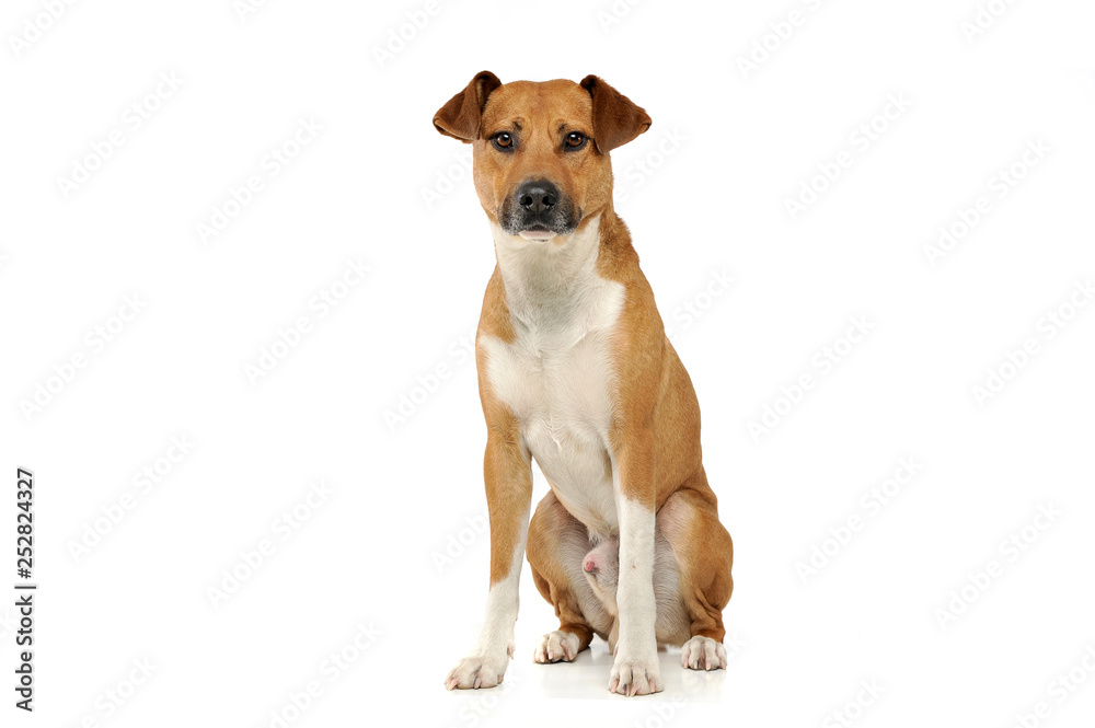 An adorable mixed breed dog sitting on white background An adorable mixed breed dog sitting on white background