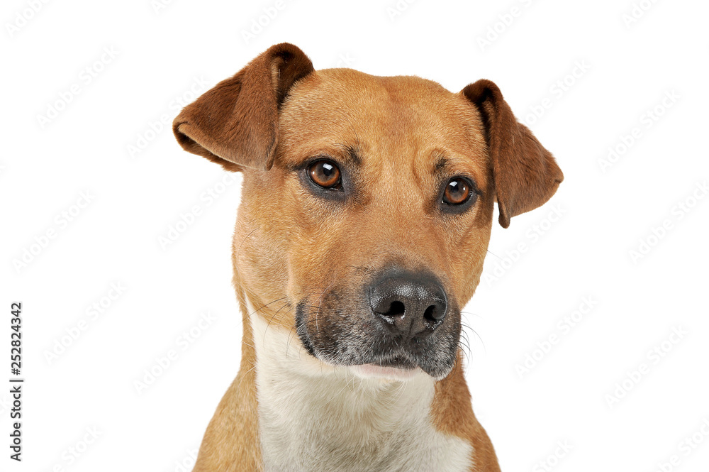 Portrait of an adorable mixed breed dog looking seriously at the camera