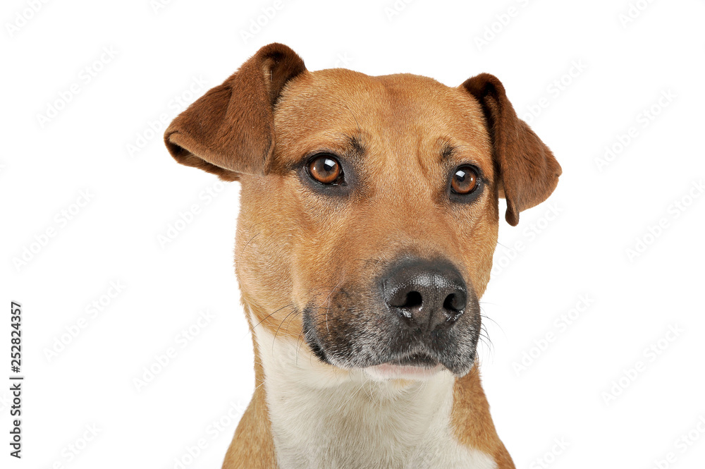 Portrait of an adorable mixed breed dog looking curiously Portrait of an adorable mixed breed dog looking curiously