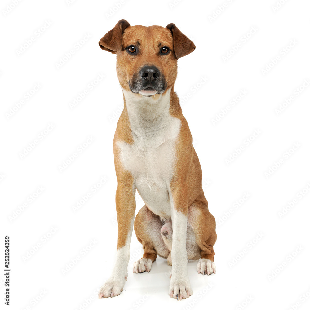 An adorable mixed breed dog sitting on white background An adorable mixed breed dog sitting on white background