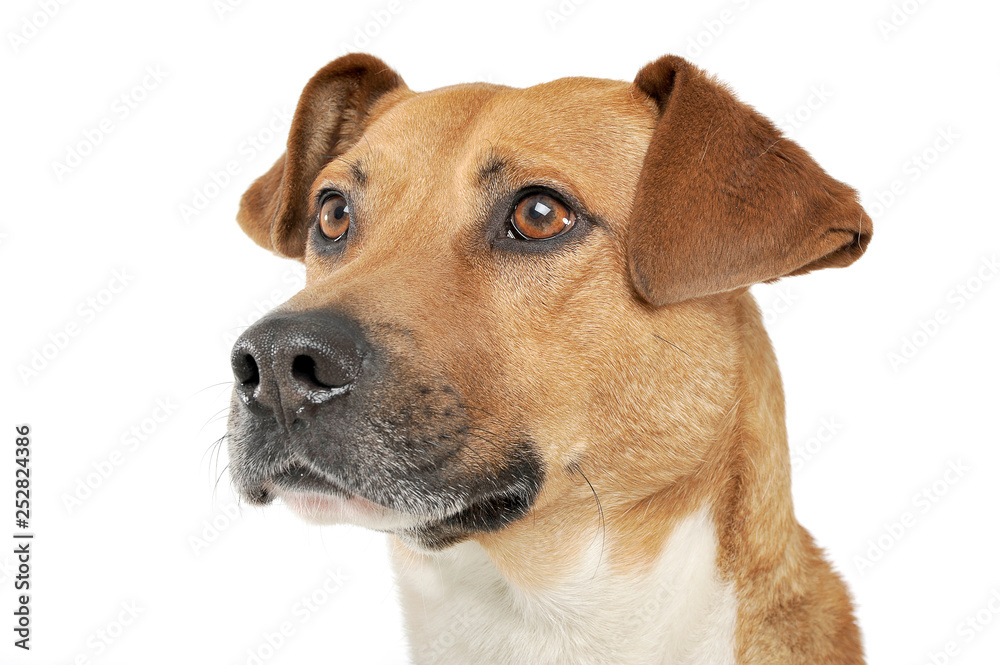 Portrait of an adorable mixed breed dog looking curiously