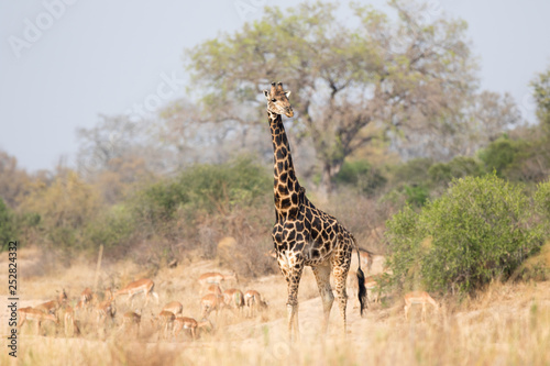 Giraffe King
