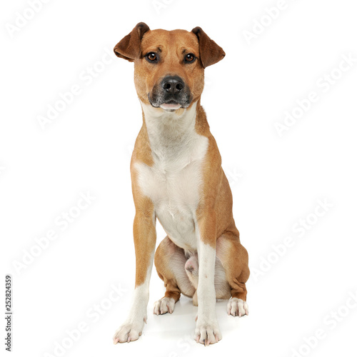 An adorable mixed breed dog sitting on white background