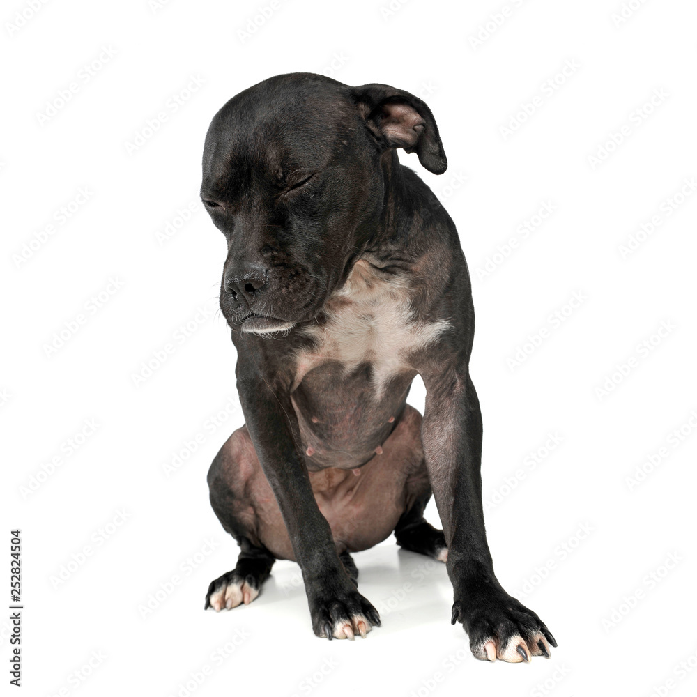 An adorable mixed breed dog sitting with closed eyes An adorable mixed breed dog sitting with closed eyes