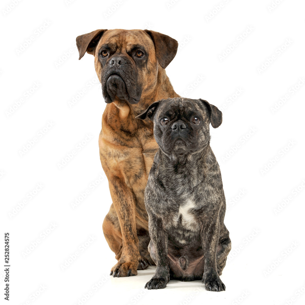 Studio shot of two adorable mixed breed dog looking curiously at the camera Studio shot of two adorable mixed breed dog looking curiously at the camera