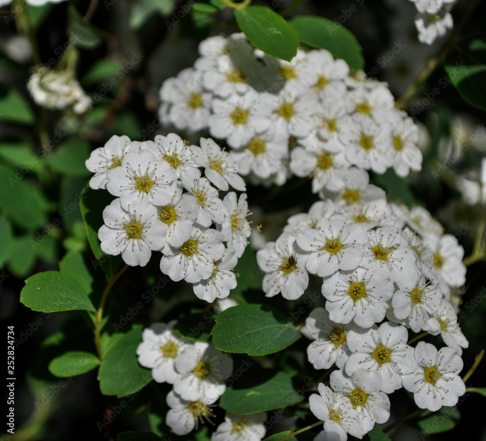 Flower (Spiraea nipponica-flowering shrubs)