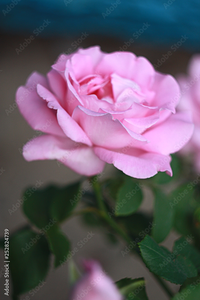 Pink rose in the garden