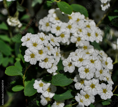 Flower (Spiraea nipponica-flowering shrubs)
