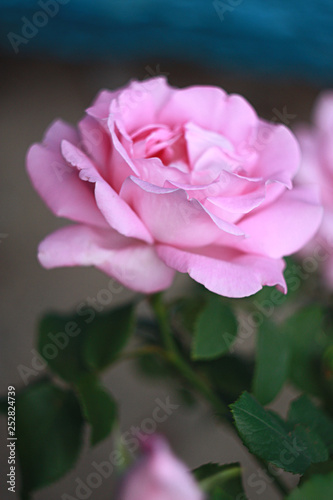 Pink rose in the garden