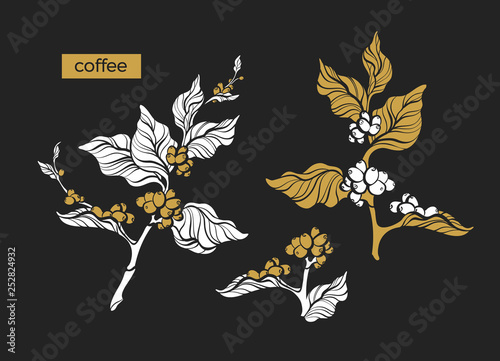 Set of coffee branch. Vector illustration