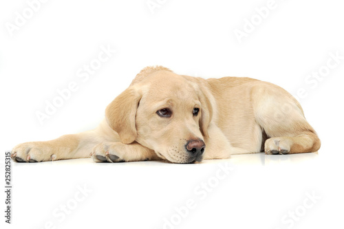An adorable Labrador Retriever puppy lying sadly on white background.