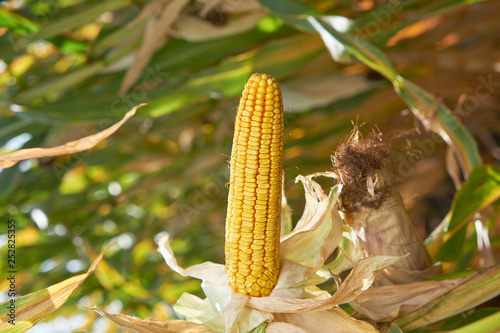 Fototapeta Naklejka Na Ścianę i Meble -  Corn cob crop close up harvest cornfield