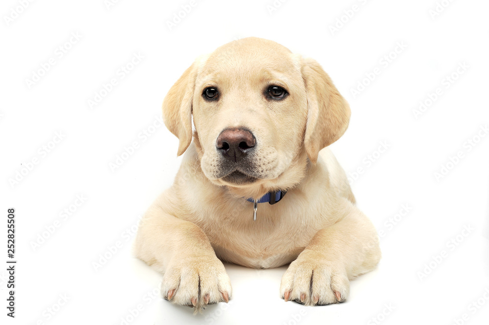 Studio shot of an adorable Labrador Retriever puppy looking curiously at the camera