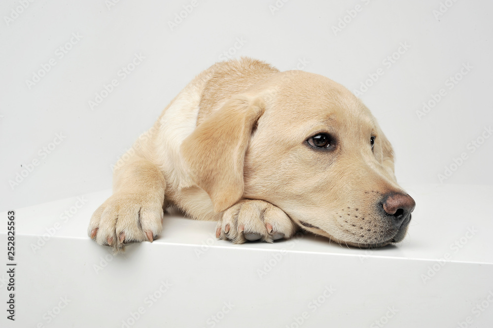 An adorable Labrador Retriever puppy lying sadly on white background. An adorable Labrador Retriever puppy lying sadly on white background.