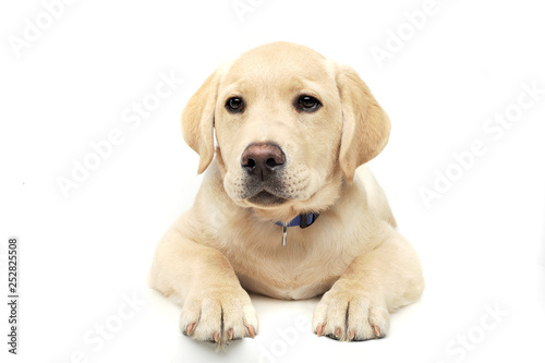 Studio shot of an adorable Labrador Retriever puppy looking curiously at the camera