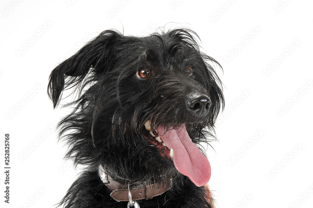 Portrait of an adorable mixed breed dog with hanging tongue