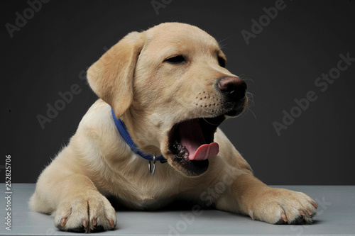An adorable Labrador Retriever puppy yawning on grey background