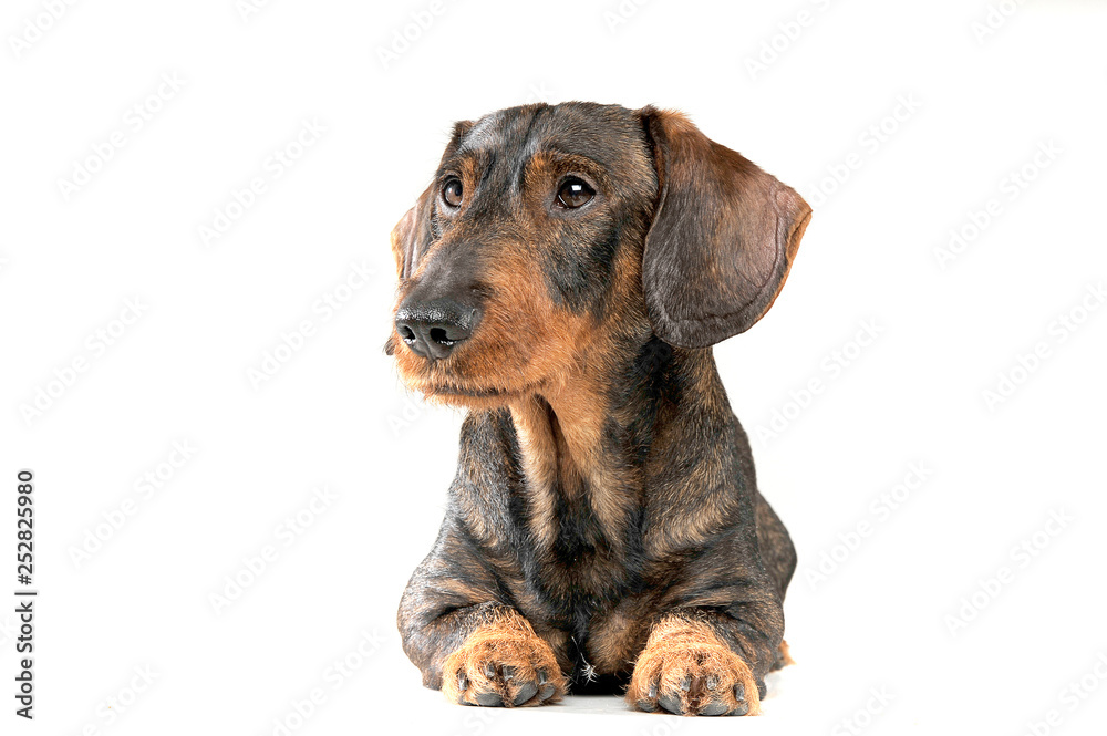 Studio shot of an adorable wired haired Dachshund looking curiously