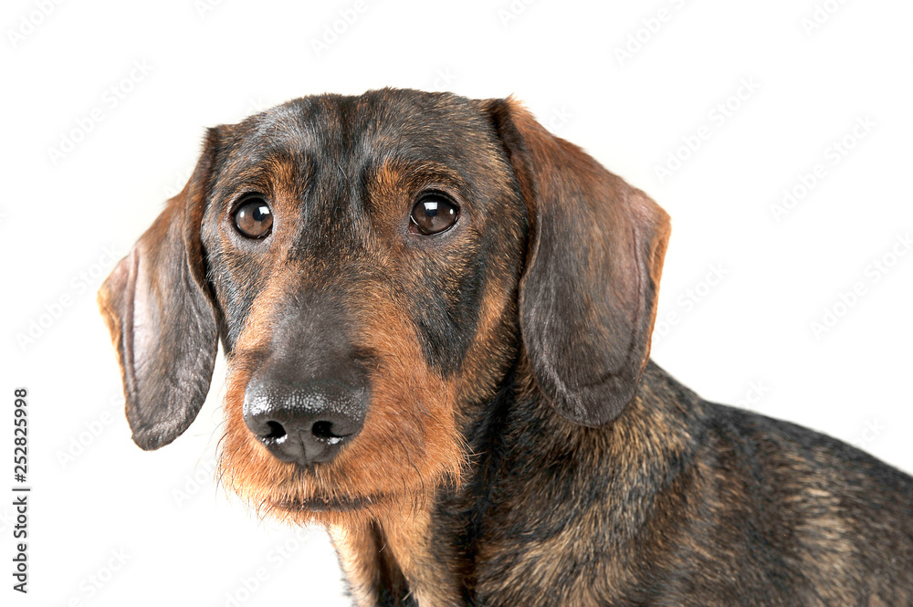 Portrait of an adorable wired haired Dachshund looking curiously at the camera