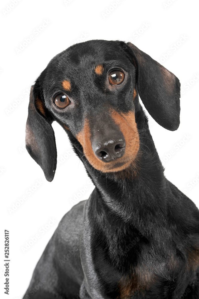 Fototapeta Portrait of an adorable short haired Dachshund looking curiously at the camera