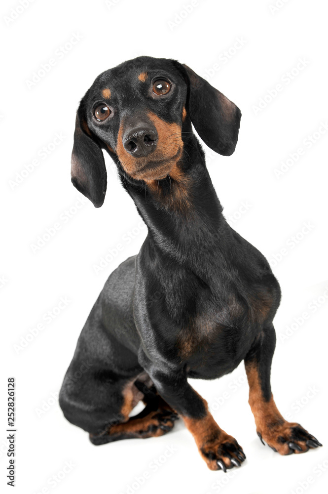 An adorable short haired Dachshund looking curiously at the camera An adorable short haired Dachshund looking curiously at the camera