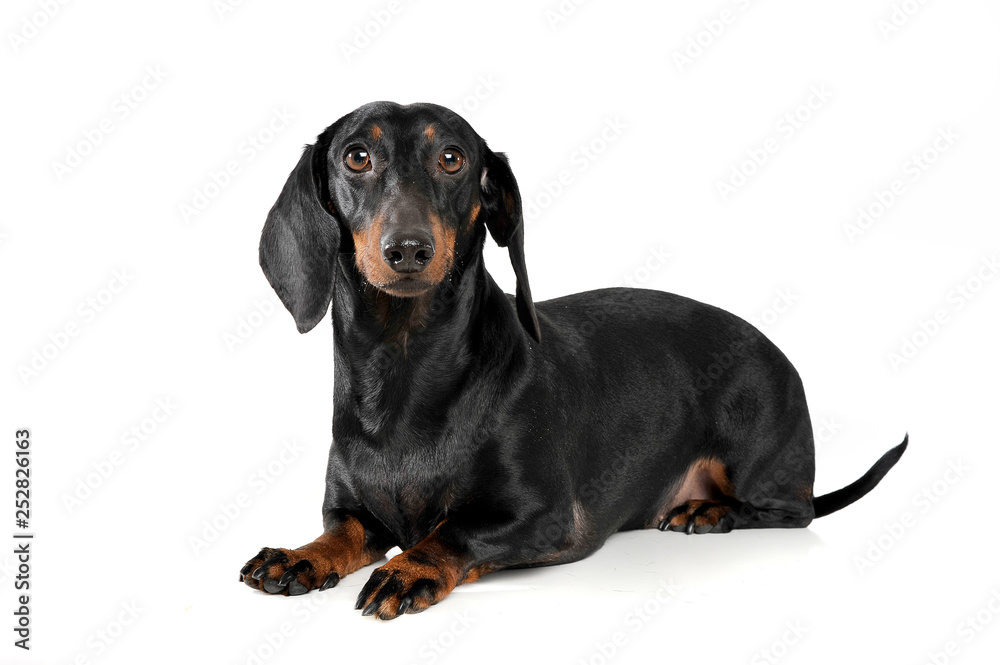 An adorable short haired Dachshund looking curiously at the camera