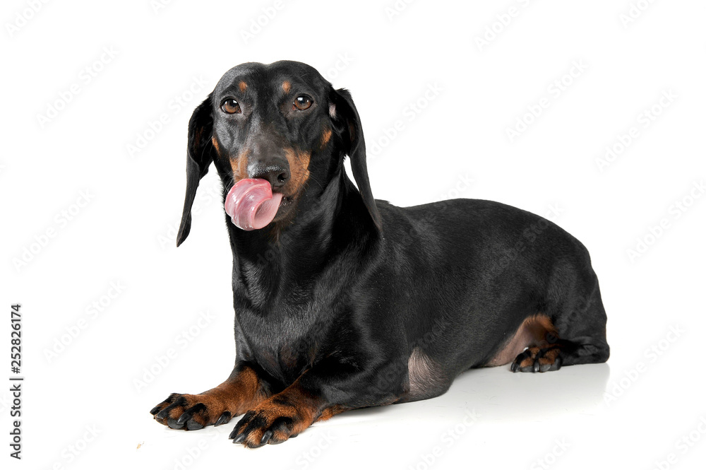 An adorable short haired Dachshund lying with hanging tongue
