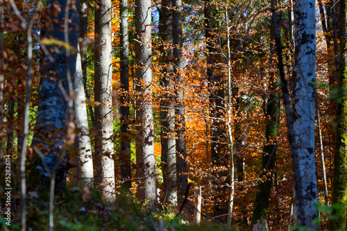 Panorama of colorful forest in autumn