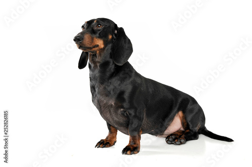 An adorable short haired Dachshund sitting on white background