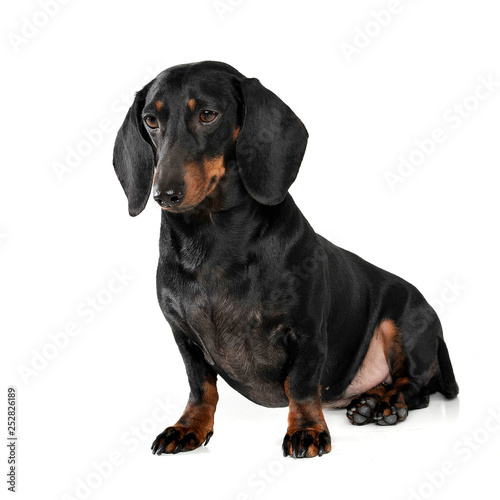 Portrait of an adorable short haired Dachshund looking sad