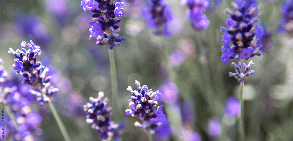 Naklejka premium Panorama of purple lavender field
