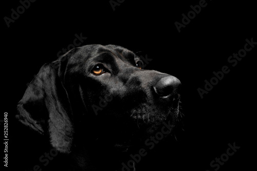 Portrait of an adorable mixed breed dog looking seriously