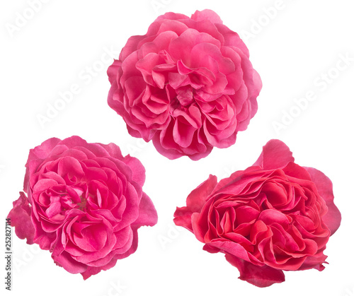 isolated dense three pink color rose blooms