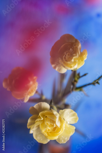 Yellow carnation flower on a blue background  in the foreground blurred small pink flowers. In focus - carnation flower.