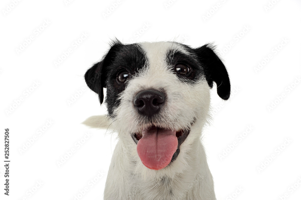 An adorable Parson Russell Terrier looking happy at the camera An adorable Parson Russell Terrier looking happy at the camera