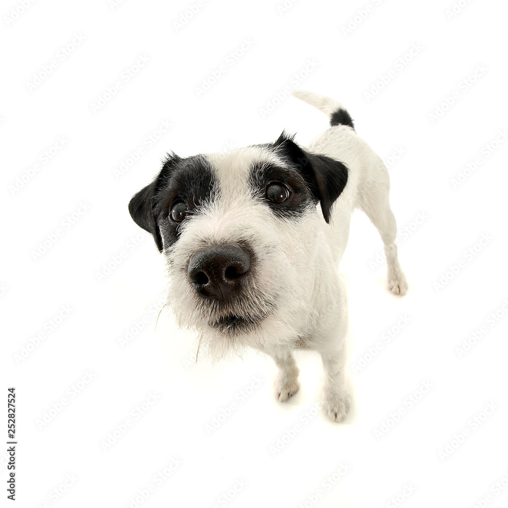 An adorable Parson Russell Terrier looking  curious at the camera
