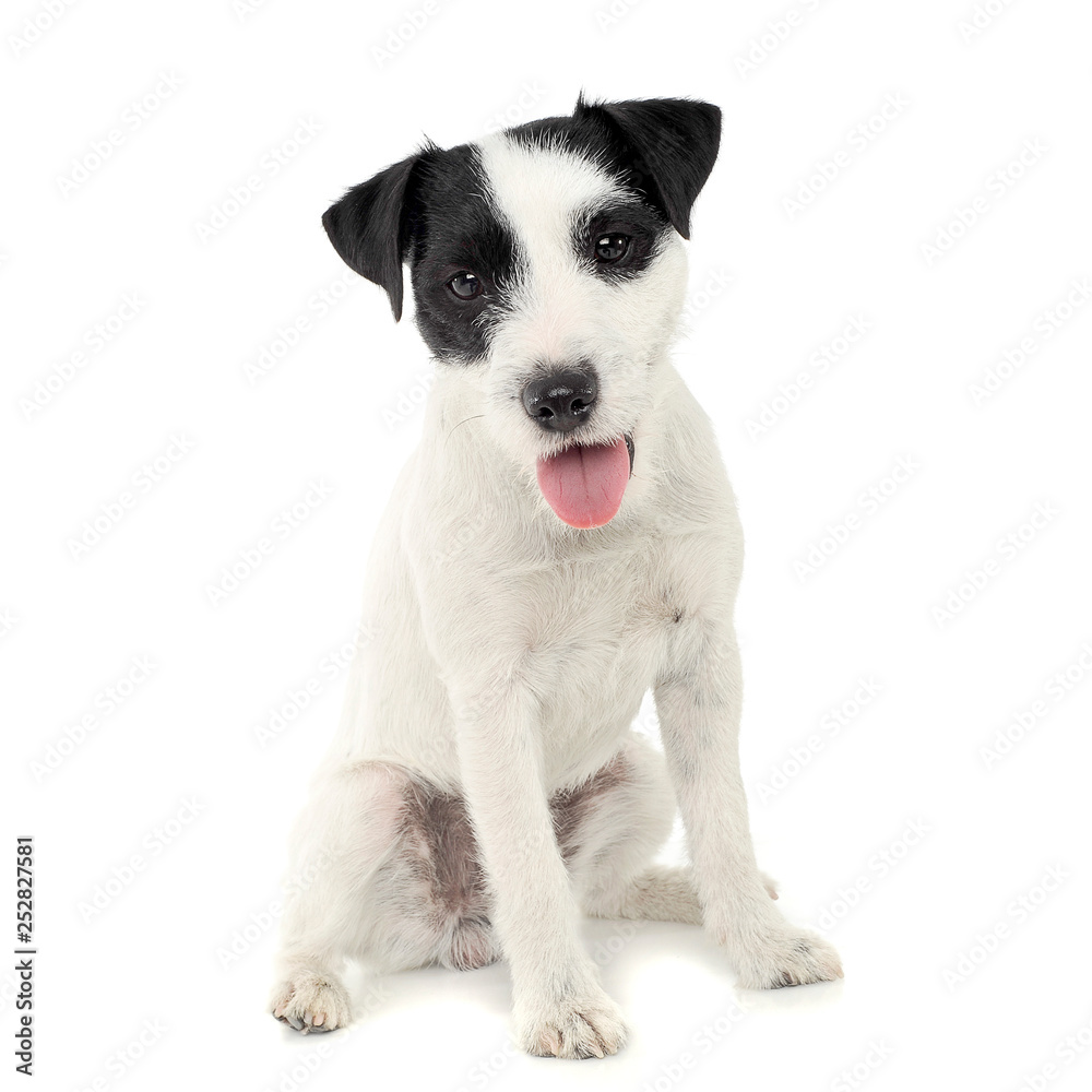 An adorable Parson Russell Terrier sitting on white background