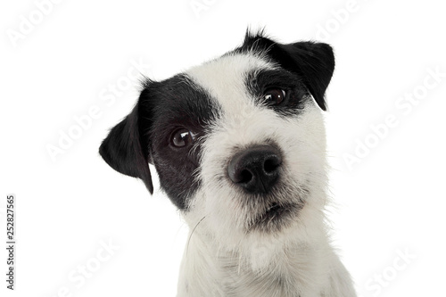 An adorable Parson Russell Terrier looking curiously at the camera