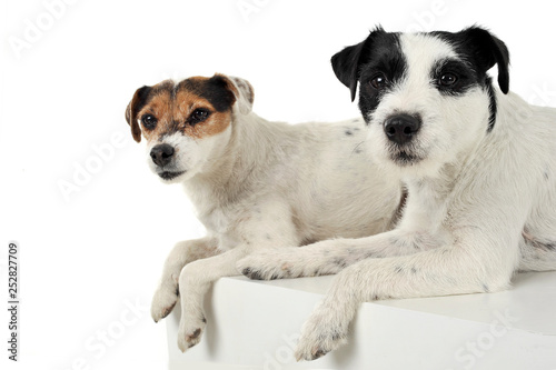 Studio shot of two adorable Parson Russell Terrier lying on a cube